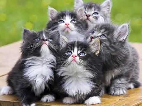 gatitos bebes dedicado a mis amigos Dj kikito - YouTube