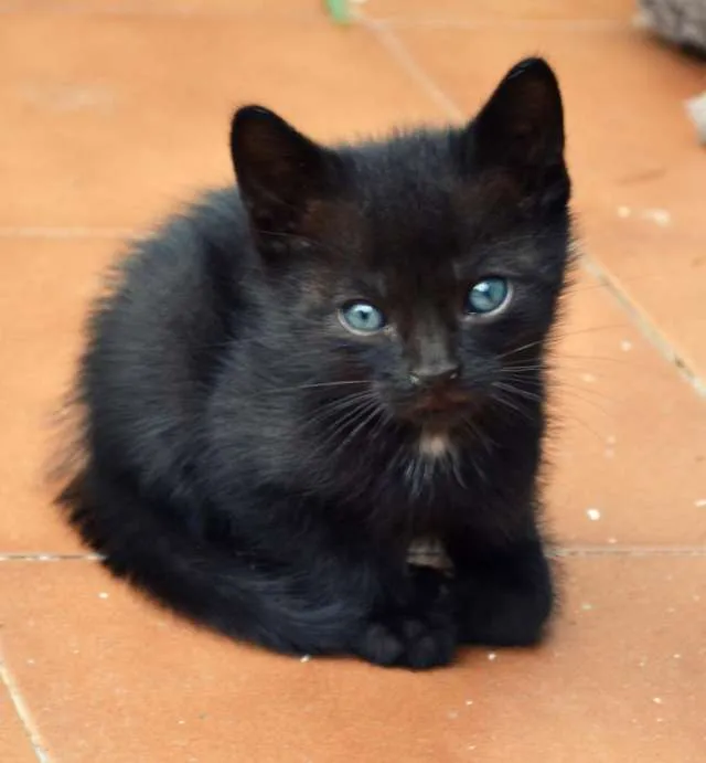 Fotos de gatitos negros bebés - Imagui