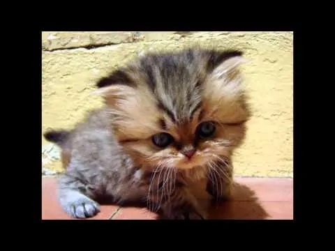 gatitos cuchis bonitos y tiernos - YouTube