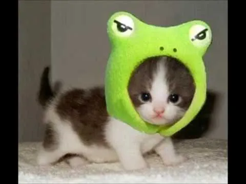 Gatitos Graciosos Disfrazados - YouTube