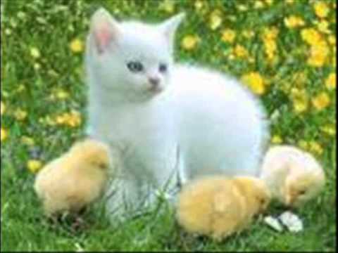 los gatitos mas lindos del mundo - YouTube