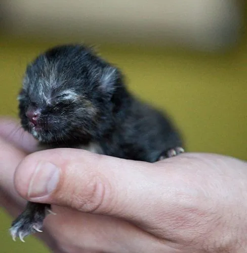 Cuidados de gatos recién nacidos. MundoGatos.com