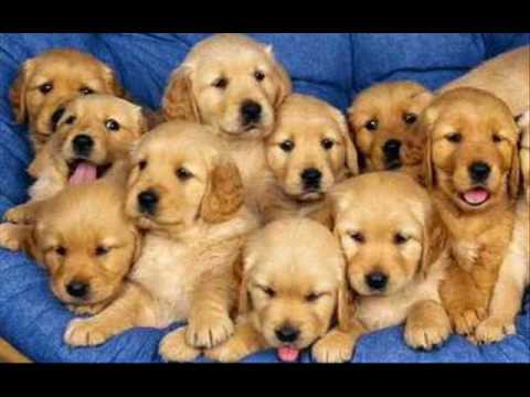 10 PERRITOS INFANTIL -Children 10 puppies - YouTube