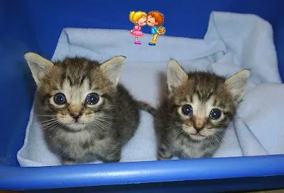 ... : Lindos gatitos bebe , 1 mes, ya comiendo solitos, Buscan Hogares ... : Lindos gatitos bebe , 1 mes, ya comiendo solitos, Buscan Hogares