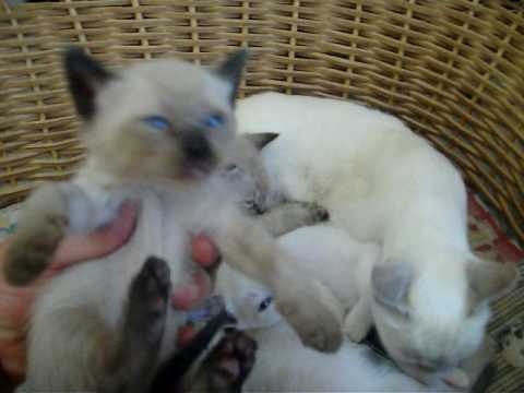 gatitos siameses bebes - YouTube