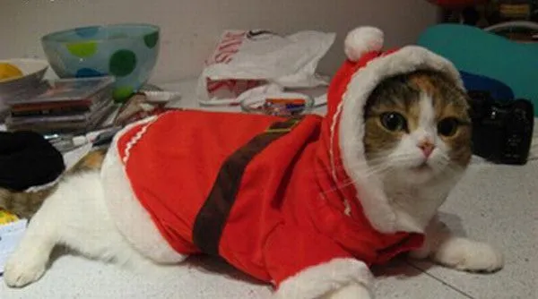 Gatos vestidos para Navidad | Blogodisea