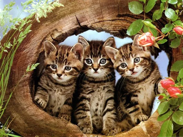 Tres gatitos muy tiernos Wallpapers y Fondos de Pantalla Gratis