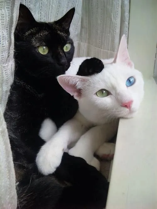 Gatitos en blanco y negro - Imagui