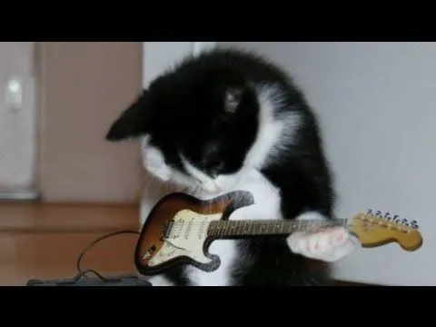 Gato canta rock/ Cat sings rock/ Gato rockero/ Gatos locos / Gatos ...