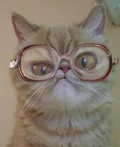 El gato con gafas / Puss in glasses | El espacio de Chus