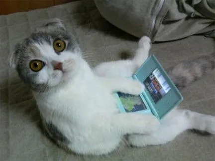 Gato gordo contra puerta pequeña - Taringa! Gato gordo contra puerta pequeña - Taringa!
