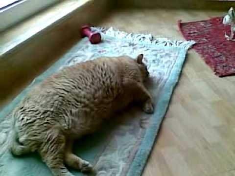 el gato mas grande del mundo.mp4 - YouTube