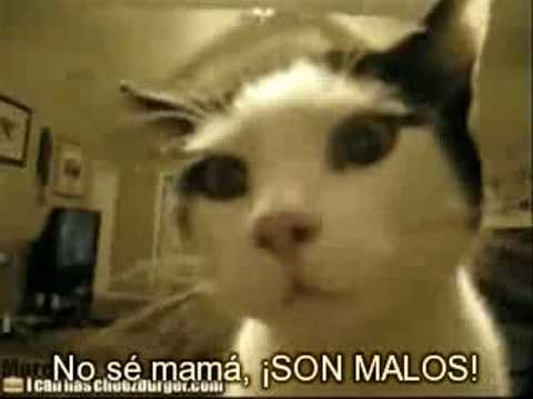Gato llorando por las 9 Arepas del Magallanes. ^_^ - YouTube