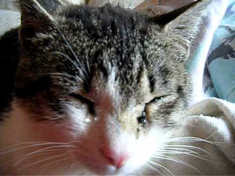 gato llorando a lagrimon - YouTube