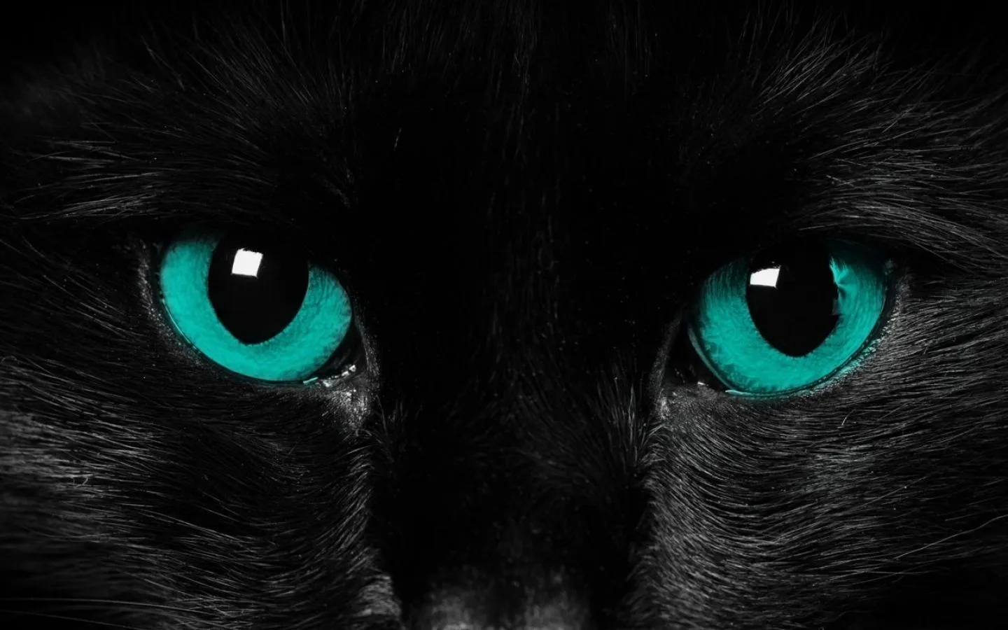 Gato negro - 1440x900 :: Fondos de pantalla y wallpapers Gato negro - 1440x900 :: Fondos de pantalla y wallpapers