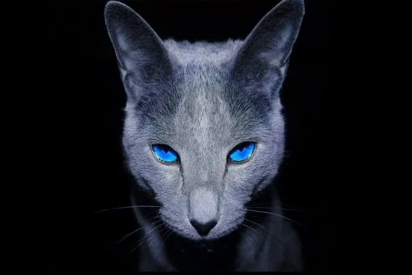 Gato negro de ojos azules (7041)