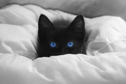 Gato negro con ojos azules - Página 2