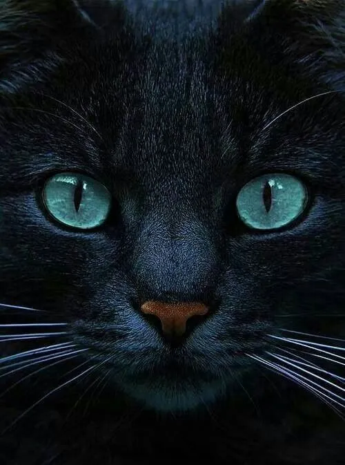 Gato negro ojos azules preciosa mezcla | Animales | Pinterest ...