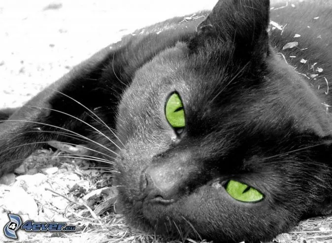 gato-negro,-ojos-verdes-210920.jpg