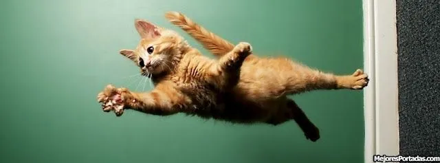 Gato ninja saltando - ÷ Las Mejores Portadas para tu perfil de ...