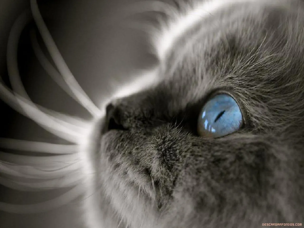 ... de pantalla en donde aparecen dos gatos uno de ellos criminal los ojos ... de pantalla en donde aparecen dos gatos uno de ellos criminal los ojos