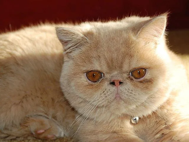 gato persa no come ni bebe | facilisimo.com