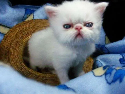 Gato persa himalayo bebé - Imagui