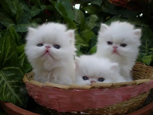 Características del gato persa - Los gatos mas tiernos y lindos ...
