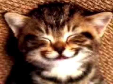 gato riendo - YouTube
