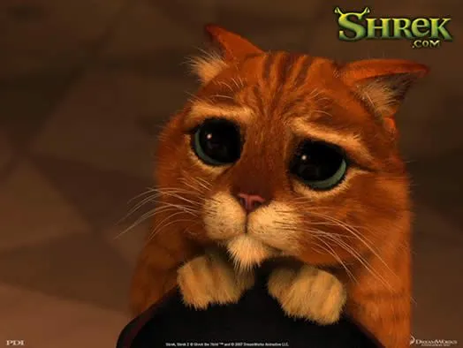 Gato de Shrek tierno - Imagui