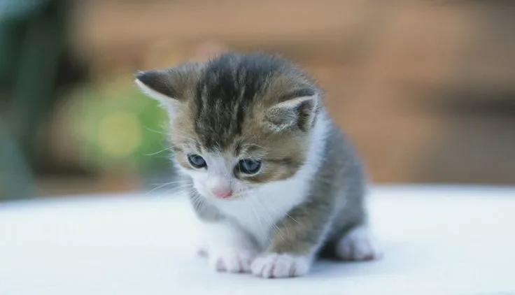 Gato tierno pequeño | animales super monos | Pinterest | Bebe