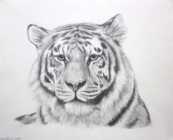 gato tigre arte Panthera Tigris en lápiz original por LaurelMae