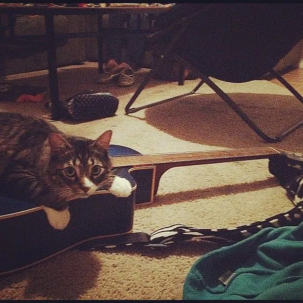 el gato está tocando la guitarra | Flickr - Photo Sharing!