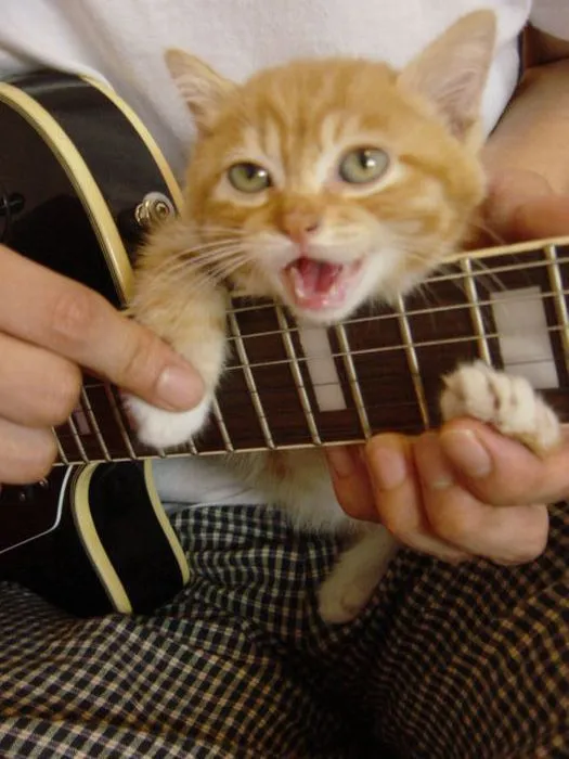 Gato tocando la guitarra - Imagui