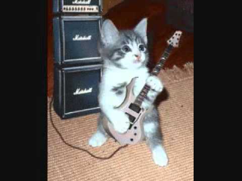gato tocando la guitarra.wmv - YouTube