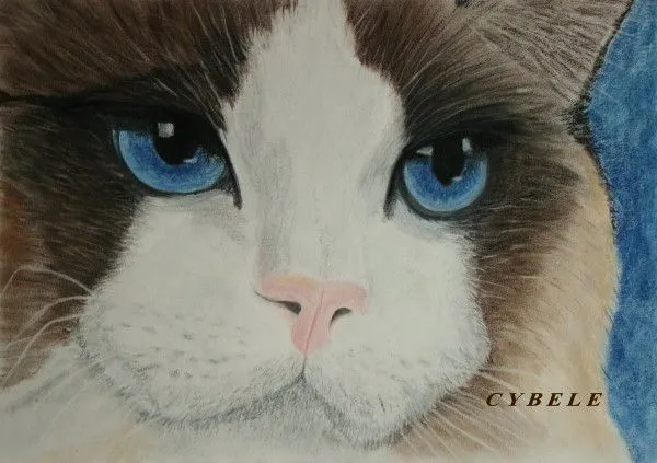 gato101.jpg - 23108 Bytees Pintura de gato Pastel seco sobre papel ...