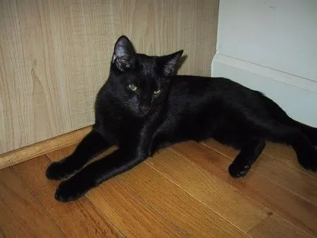 Imagenes tiernas de gatitos negros - Imagui