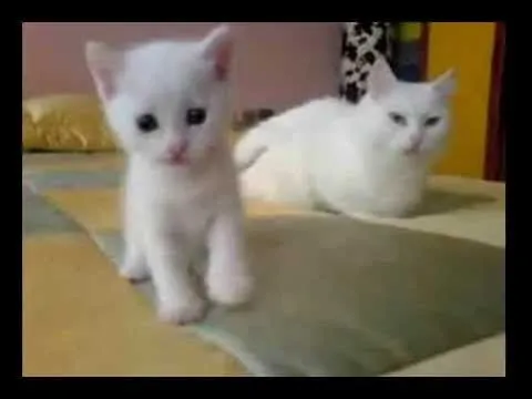 Gatos de angora - YouTube