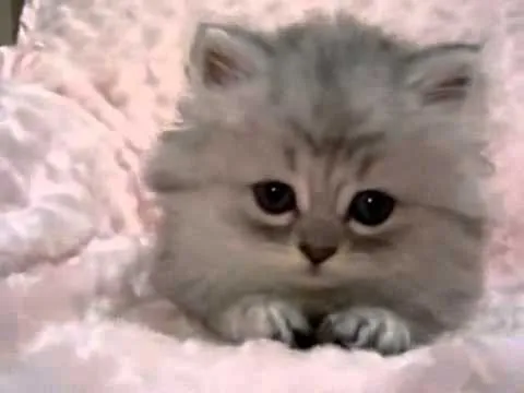Gatos bebés persas - Imagui