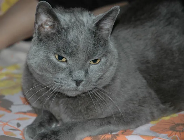 Gatos Chartreux. Fotos del gato Chartreux