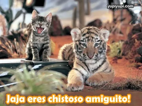 Fotos chistosas de los tigres - Imagui