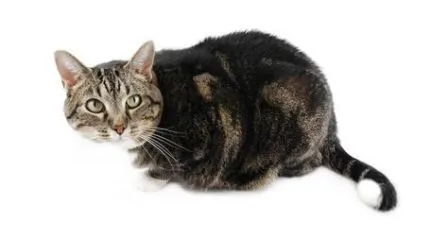 Por qué los gatos crispan la cola? | GATOSPEDIA