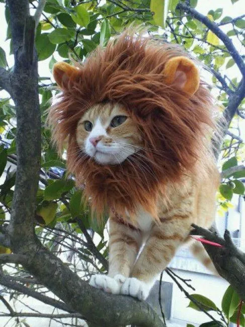 Gatos disfrazados de león - Gorro de león (=^-ω-^=)