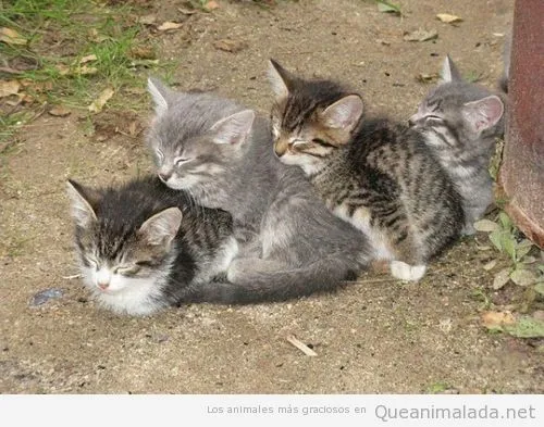 gatos-durmiendo-en-cadena.jpg