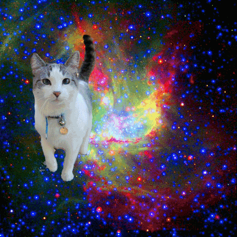 Gatos flotando en el espacio - Taringa!