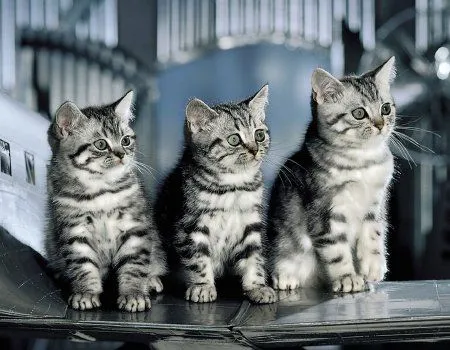 gatos-fondos-pantalla-p.jpg