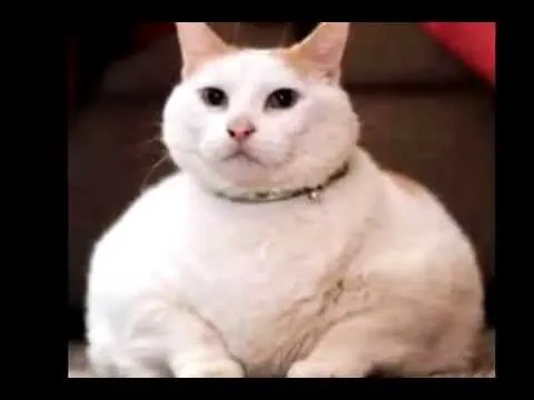 Los gatos más gordos del mundo - YouTube