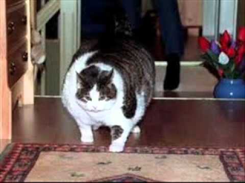 Los gatos mas gordos del mundo - YouTube