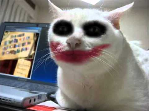 gatos graciosos loquendo - YouTube