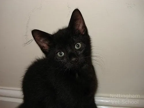 Fotos gato negro bebé - Imagui